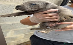 Cane Corso dogs for sale: Top Quality Purebred 8 Blue Cane Corso Puppies  - Advert 4