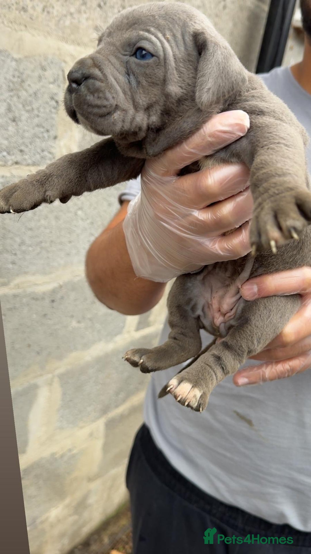 Cane Corso dogs for sale: Top Quality Purebred 8 Blue Cane Corso Puppies  - Advert 4