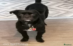 Patterjack dogs for adoption: Rocco is a gorgeous young Patterjack - Image 2