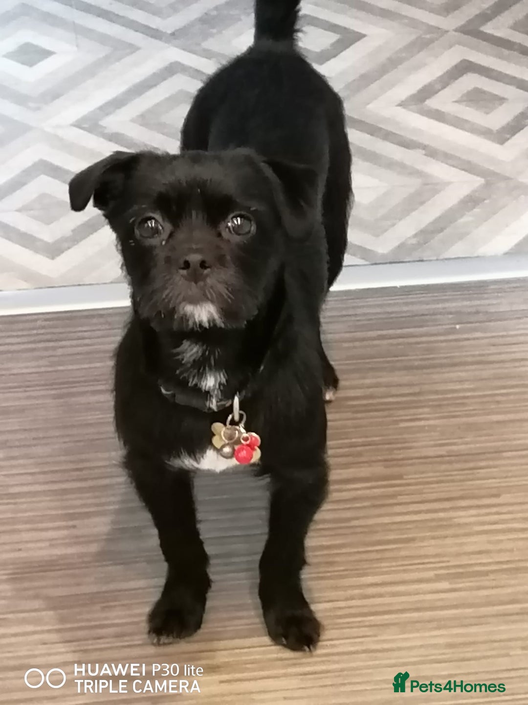 Patterjack dogs for adoption: Rocco is a gorgeous young Patterjack - Image 2