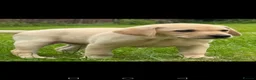 Labrador Retriever dogs for sale: Ready now lab pups - Advert 2