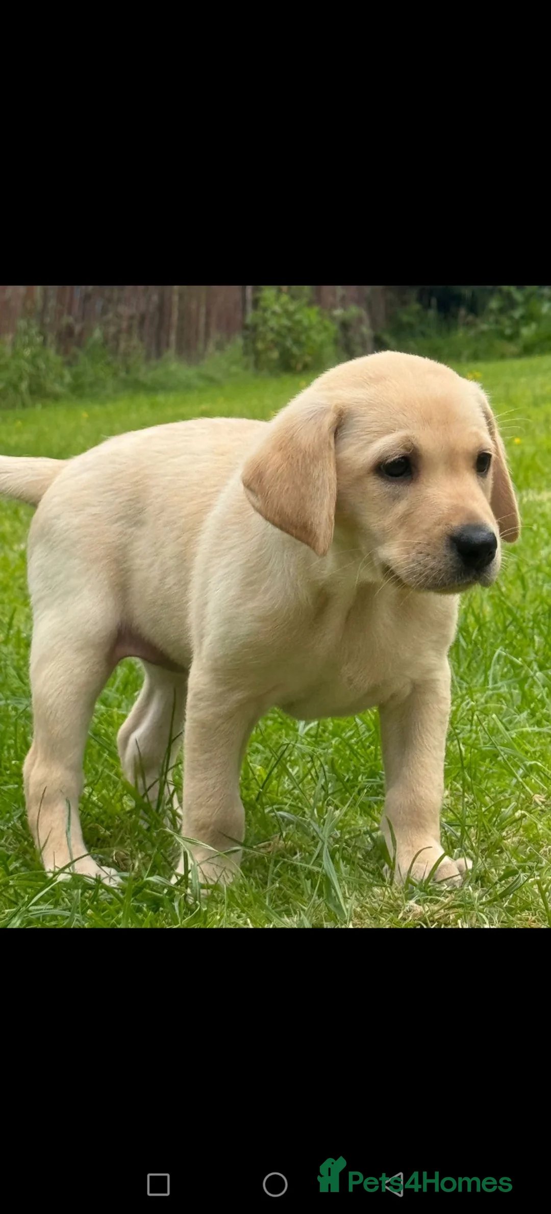 Labrador Retriever dogs for sale: Ready now lab pups - Advert 2