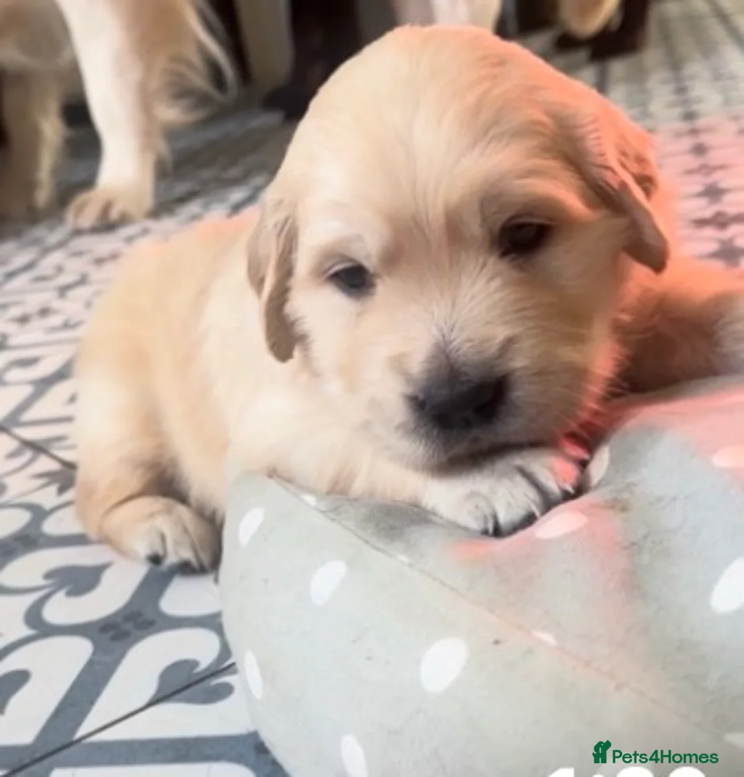 Golden Retriever dogs for sale: Three week old Pedigree Golden Retriever puppy - Advert 1