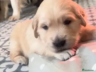 Golden Retriever dogs Three week old Pedigree Golden Retriever puppy - Advert 8