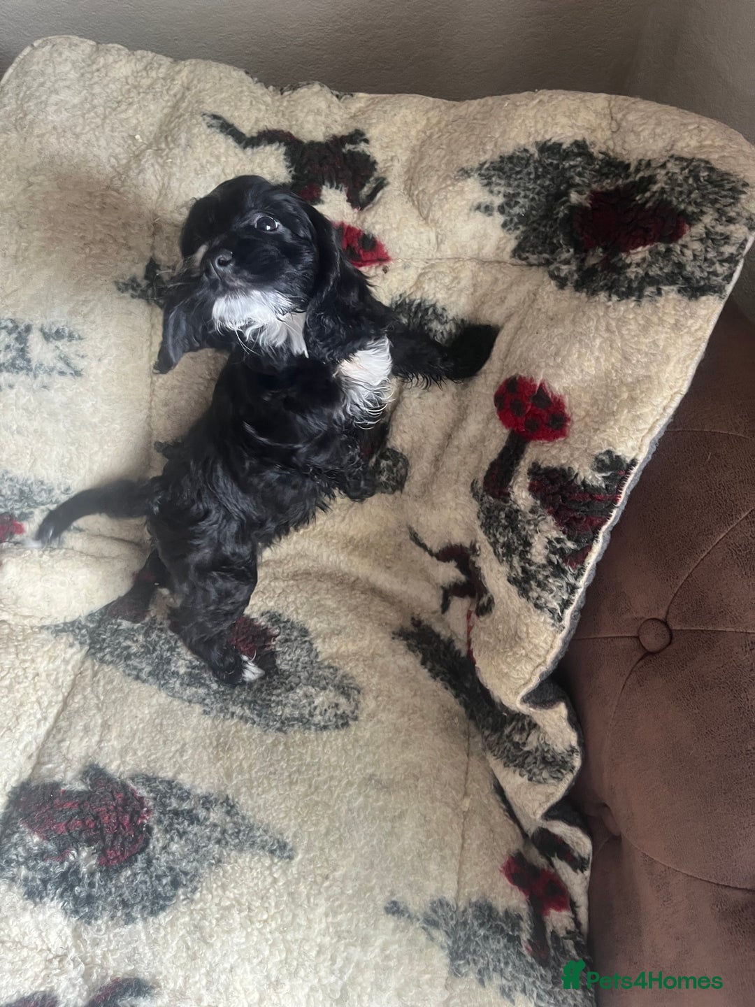 Cockapoo dogs for sale: 1st vac! Extensively health tested F1 cockerpoos   in Goole - Image 19