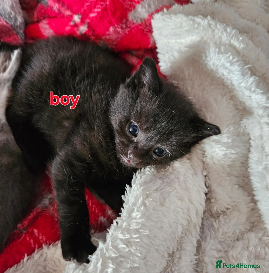 Mixed Breed cats for sale: 😍😍Black boy is looking for home🥰🥰 - Advert 2
