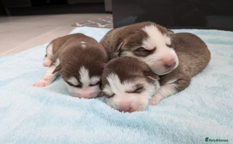 Siberian Husky dogs - Advert 1