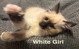 Ragdoll cats for sale: Ragdolls kittens- - Advert 9