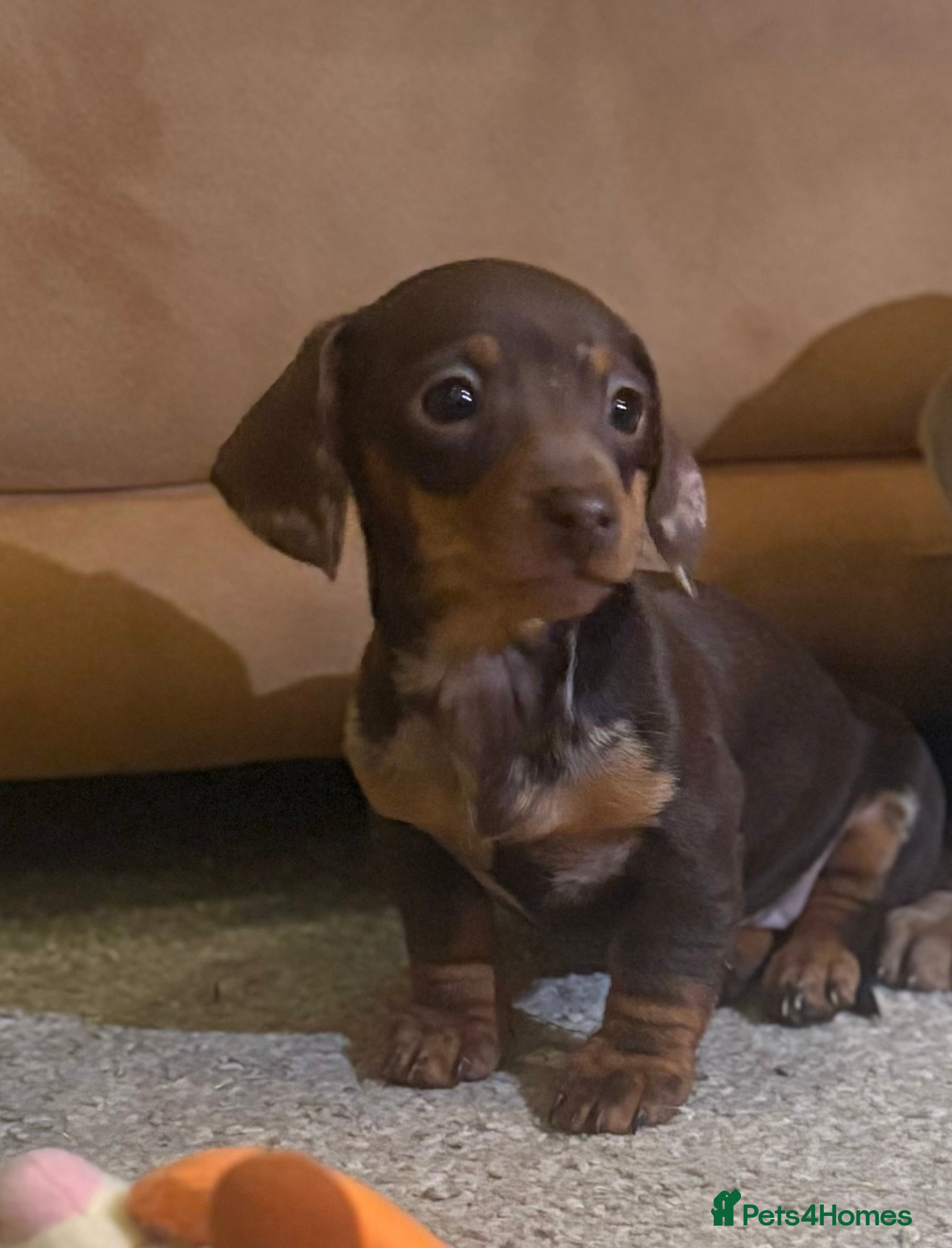 Miniature Dachshund dogs Reduced kc miniature smooth haired dachshunds - Advert 6