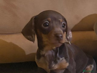 Miniature Dachshund dogs Reduced kc miniature smooth haired dachshunds - Advert 1