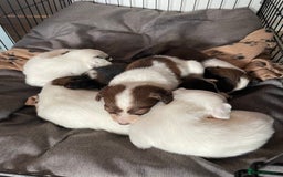 Mixed Breed dogs for sale: Cocker x collie pups  - Image 13