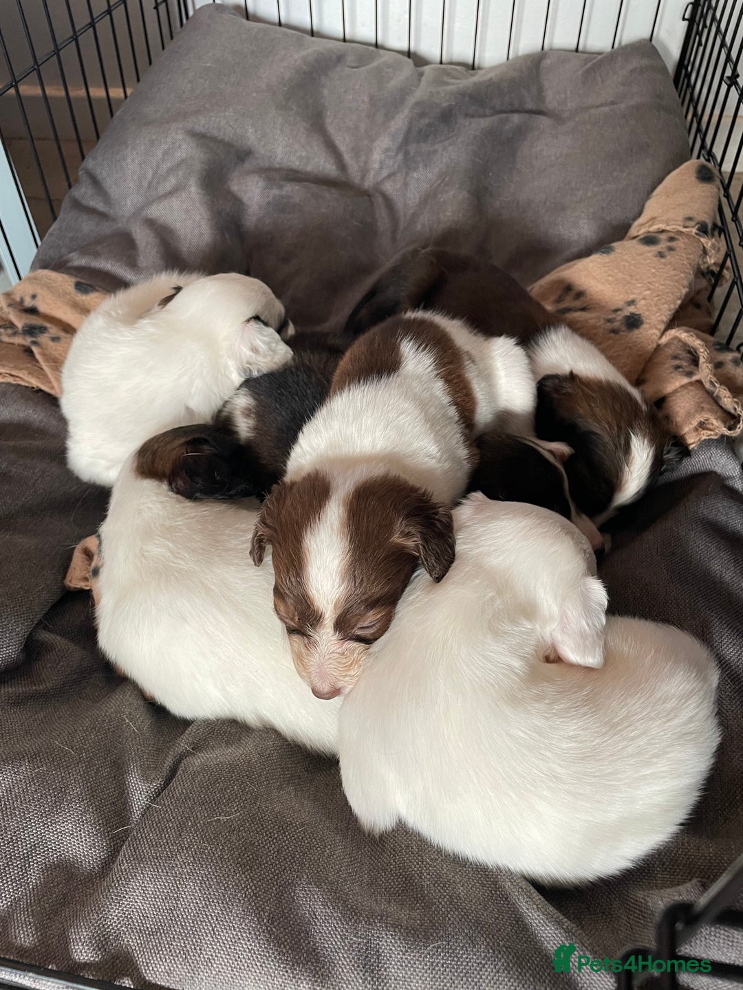 Mixed Breed dogs for sale: Cocker x collie pups  - Image 13
