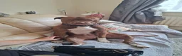 Mixed Breed dogs for sale: Male dog  in Ashford - Advert 4