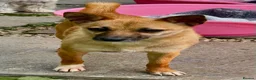 Miniature Pinscher dogs for adoption: Frankie – Female Miniature Pinscher - Advert 4