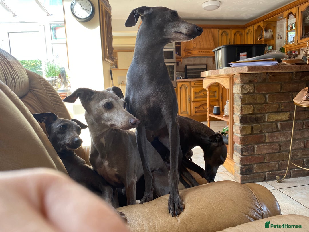 Italian Greyhound dogs for sale: ITALIAN GREYHOUND PUPPIES  - Image 21