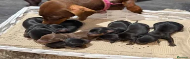 Miniature Dachshund 3