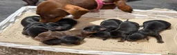 Miniature Dachshund dogs for sale: Miniature dachshund  - Advert 3