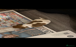 Jack Russell dogs for sale: Jack Russell puppies  - Image 5