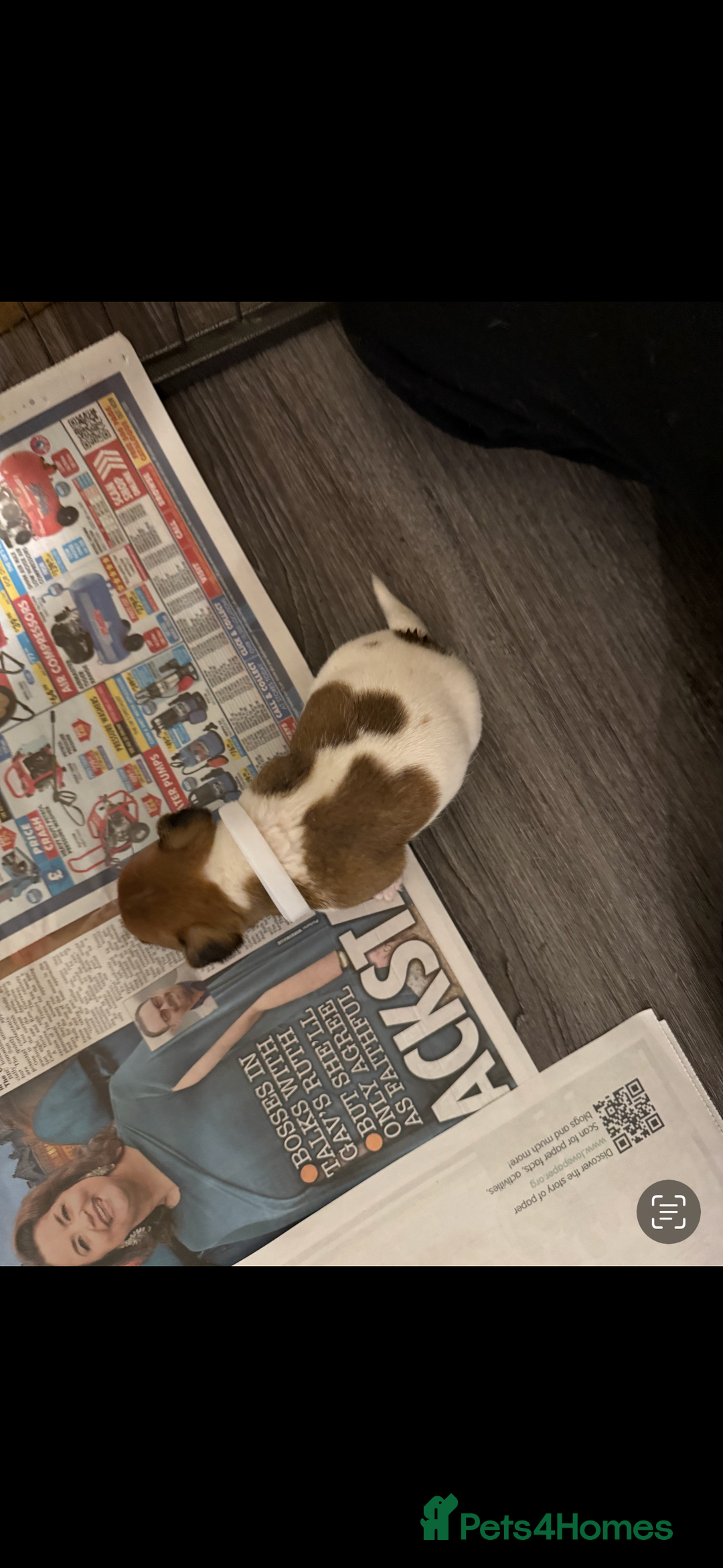 Jack Russell dogs for sale: Jack Russell puppies  - Image 5