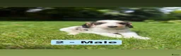 Cockapoo dogs for sale: Beautiful F2 Cockapoo Puppies | 2 Boys & 1 Girl - Advert 8