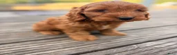 Cockapoo dogs for sale: F1 stunning cockapoos  - Advert 7