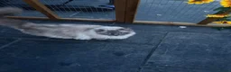 Ragdoll cats for sale: Full breed ragdoll female - Advert 8