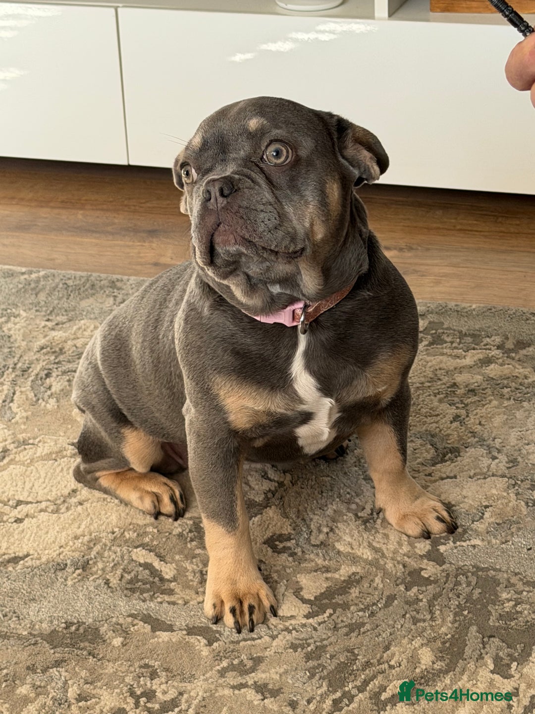 French Bulldog dogs for sale: French bulldog  - Advert 1