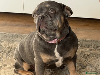 French Bulldog dogs French bulldog - Advert 1