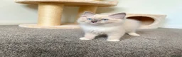 Ragdoll cats for sale: 😻 Beautiful TICA Registered Pedigree Kittens ! 🩵 - Advert 3