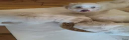 Maltese dogs for sale: 2 female Maltese puppies - Advert 5