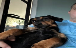 Mixed Breed dogs for sale: 5 year old Dachshund (cross) needs rehoming - Image 11