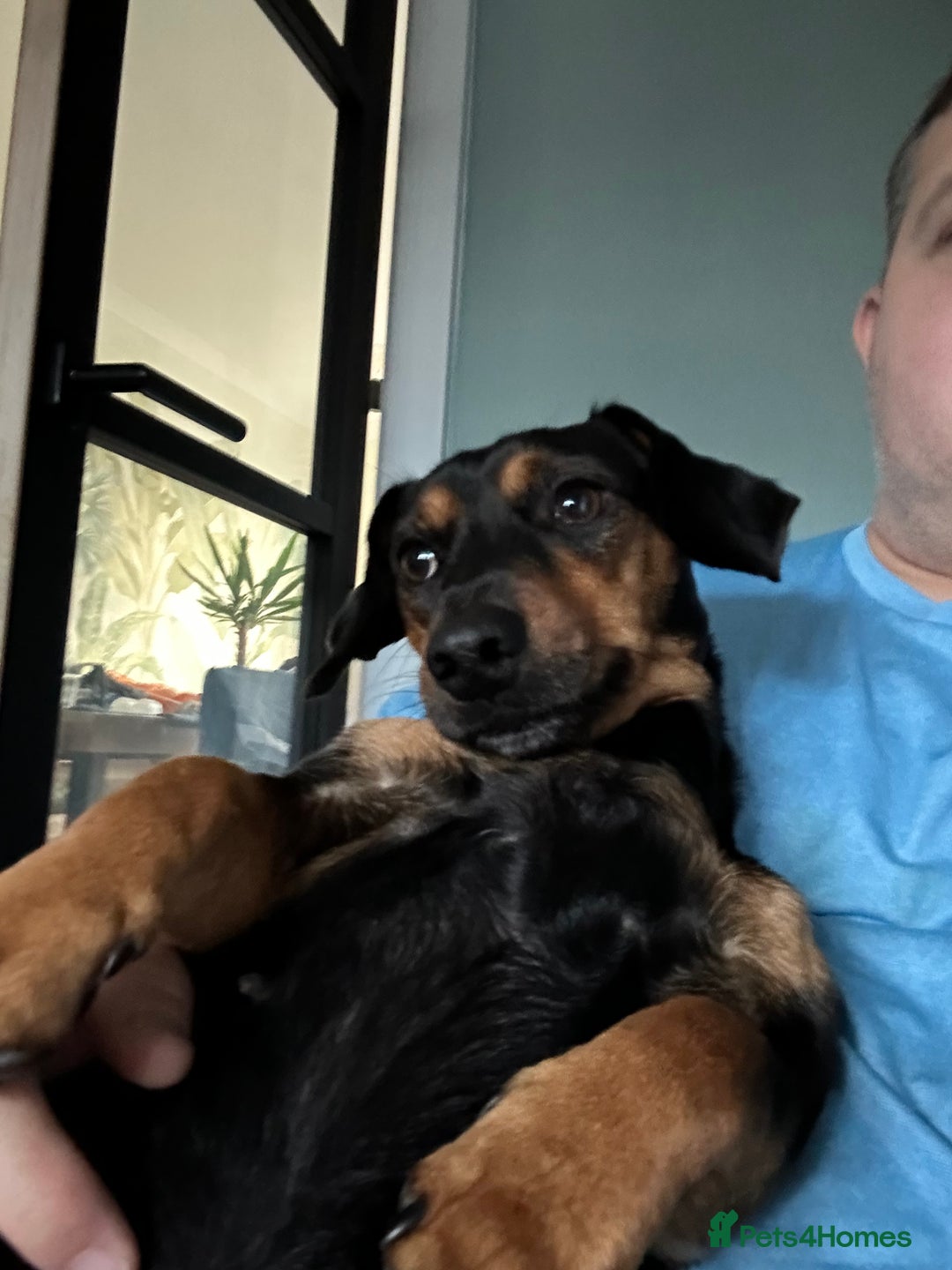 Mixed Breed dogs for sale: 5 year old Dachshund (cross) needs rehoming - Image 11