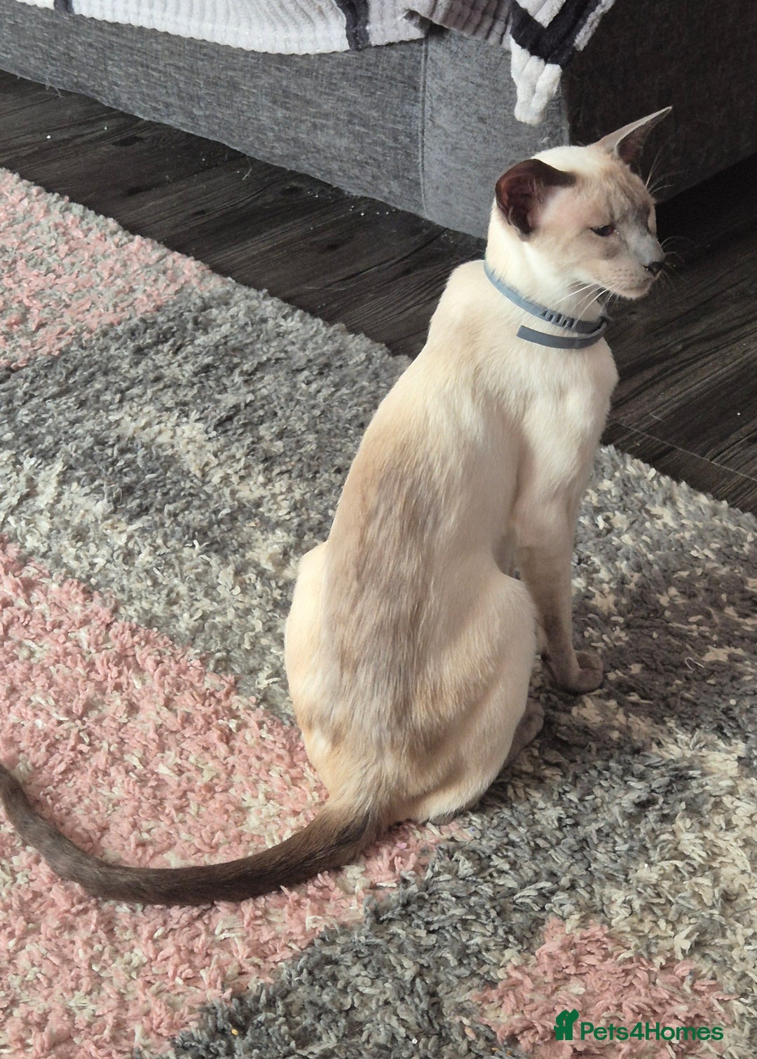 Siamese cats for sale: Blue point siamese - Advert 8