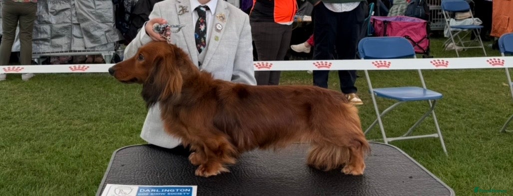 Miniature Dachshund dogs Miniature long hair(crufts qualified for life) in Bridge of Weir - Advert 6