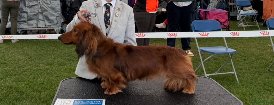 Miniature Dachshund dogs for stud: Miniature long hair(crufts qualified for life) in Bridge of Weir - Image 1