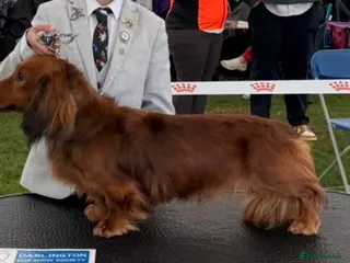 Miniature Dachshund dogs Miniature long hair(crufts qualified for life) in Bridge of Weir - Advert 1