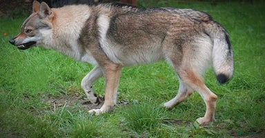 Saarloos Wolfdog dogs - Advert 7