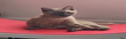 Bengal cats for sale: TICA registered Seal Solid Silver Mink Bengals - Advert 8