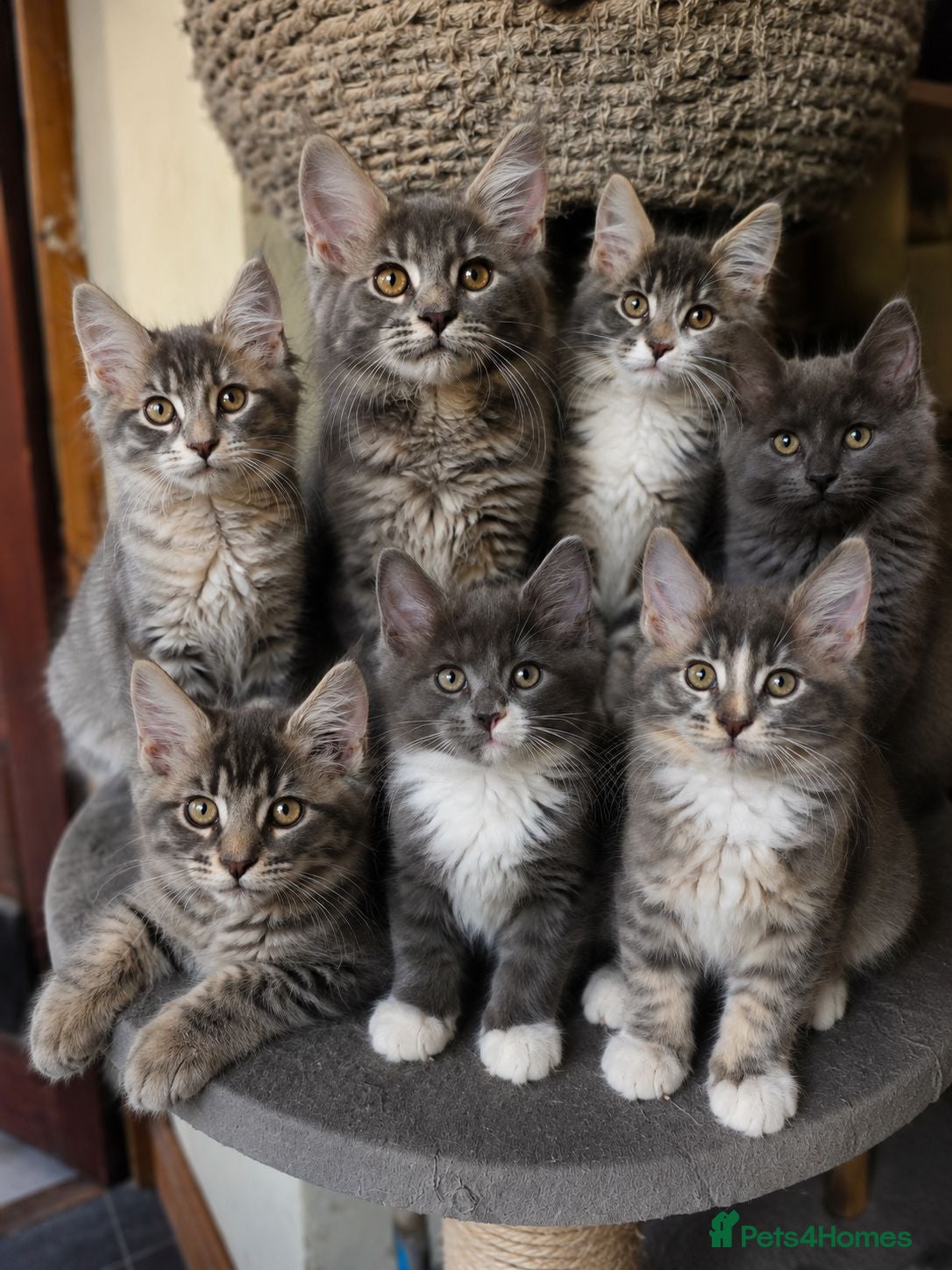 Maine Coon cats  Maine Coon Kittens Champion Bloodline  - Advert 6