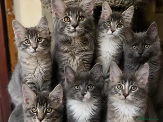 Maine Coon cats Maine Coon Kittens Champion Bloodline - Advert 6