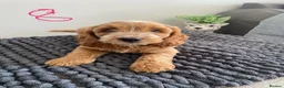 Cockapoo dogs for sale: F1 Cockapoo puppies. Apricot roan - Advert 2