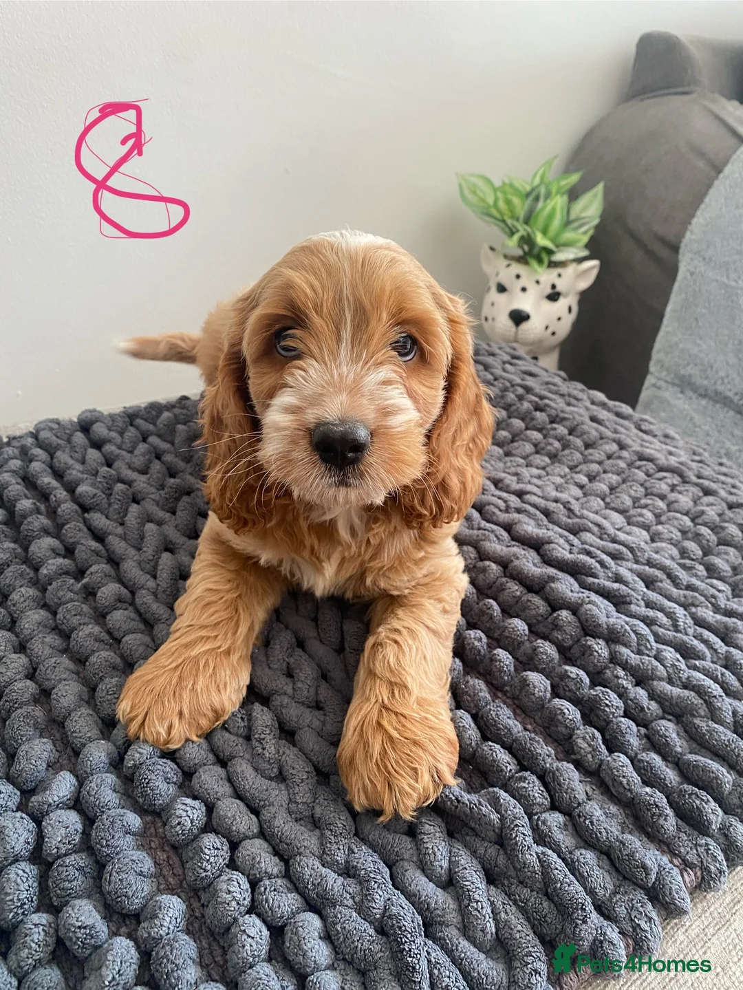 Cockapoo dogs for sale: F1 Cockapoo puppies. Apricot roan - Advert 2