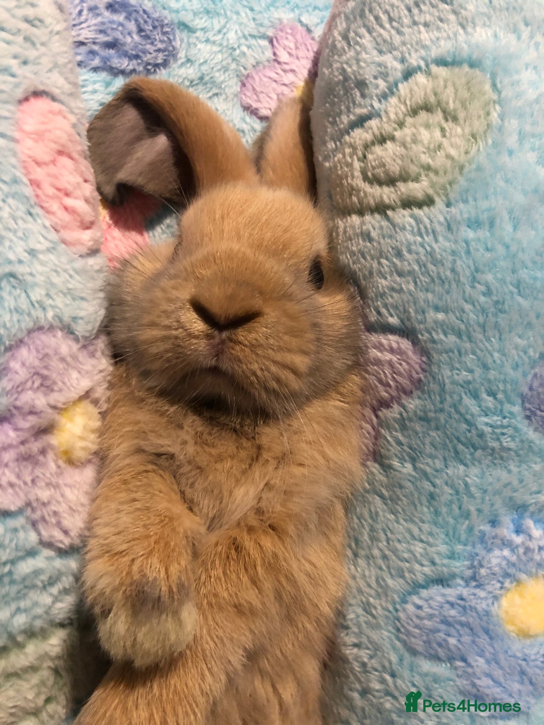 Mini Lop rabbits for sale: Beautiful Mini Lop Rabbits  - Image 17