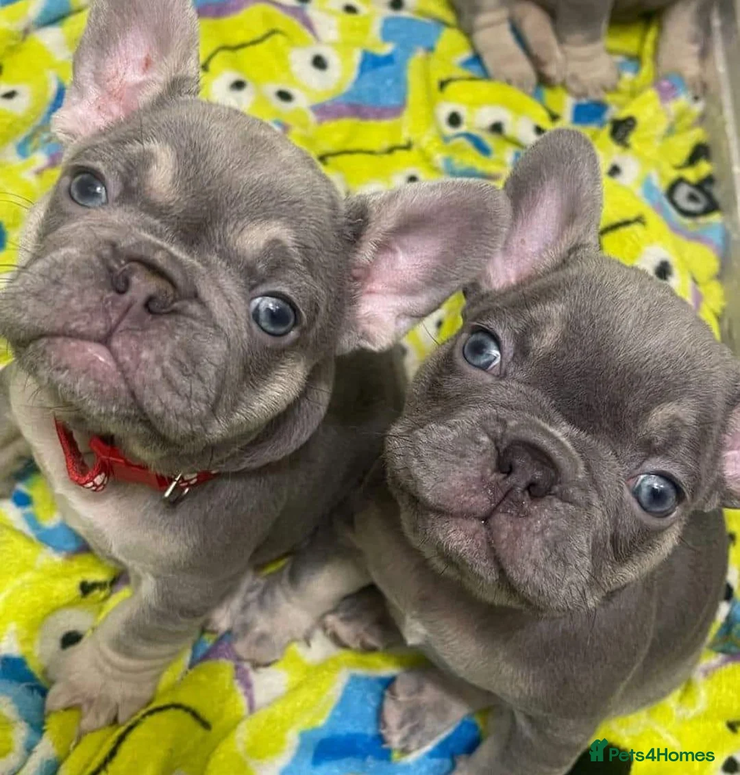 French Bulldog dogs for stud: Mayan, Rfg, bva, Silver health tested Lilac tan in Sheffield - Advert 33