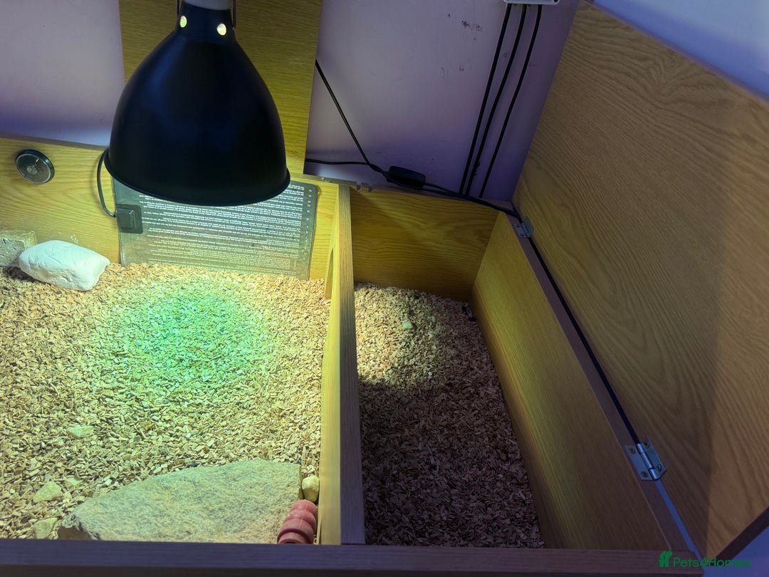 Tortoise reptiles for sale: Male spur thighed tortoise - Advert 5