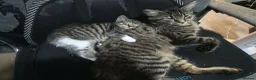 British Shorthair cats for sale: Beautiful Kittens, ready to go - Advert 5