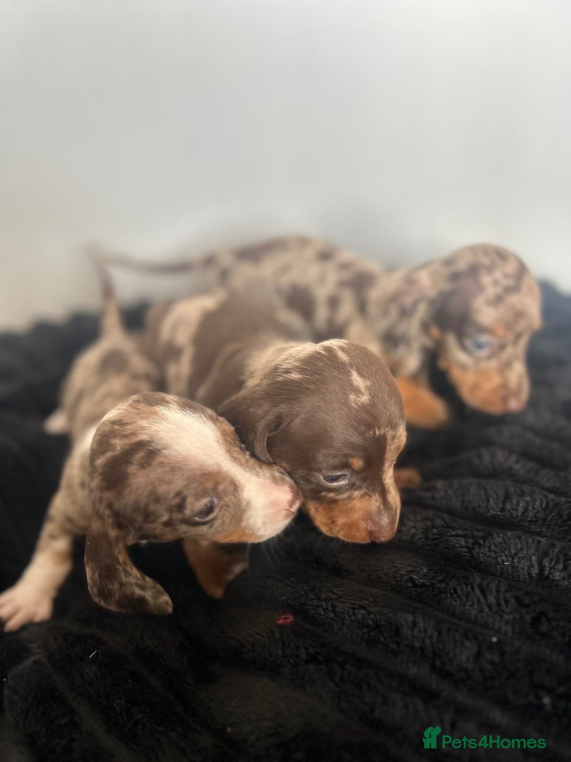 Miniature Dachshund dogs 🐾 KC Registered Miniature Dachshund Puppies 🐾 - Advert 8