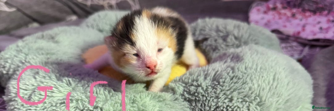Mixed Breed cats for sale: 4 adorable kittens looking for forever homes - Image 4