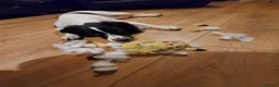 English Springer Spaniel dogs for sale: Springer spaniel puppy's.  - Advert 10