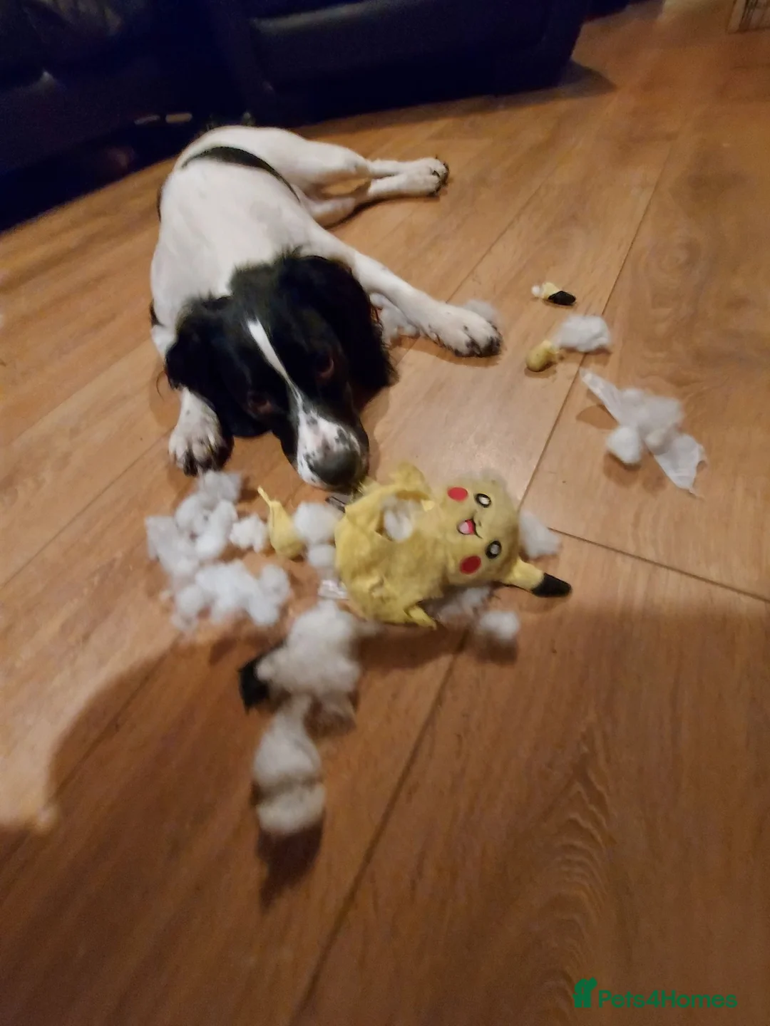 English Springer Spaniel dogs for sale: Springer spaniel puppy's.  - Advert 10